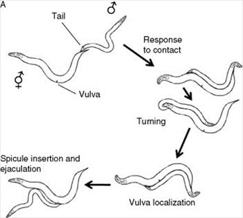 نماتد مولد کوتولگی در برنج